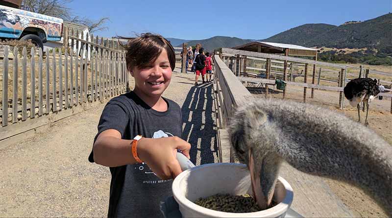 Iden Elliott feeds a hungry ostrich at OstrichLand USA -- very carefully.