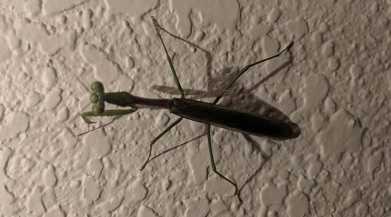 A praying mantis on the wall of our Sedona, Ariz., vacation rental.